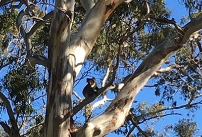 �K���̓I�[�X�g�����A�ɂ������I